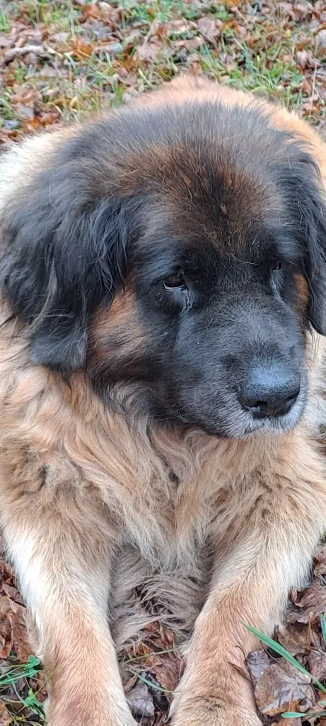 Unser Bär
Obwohl Du nicht mehr hier bist bist Du immer bei uns.