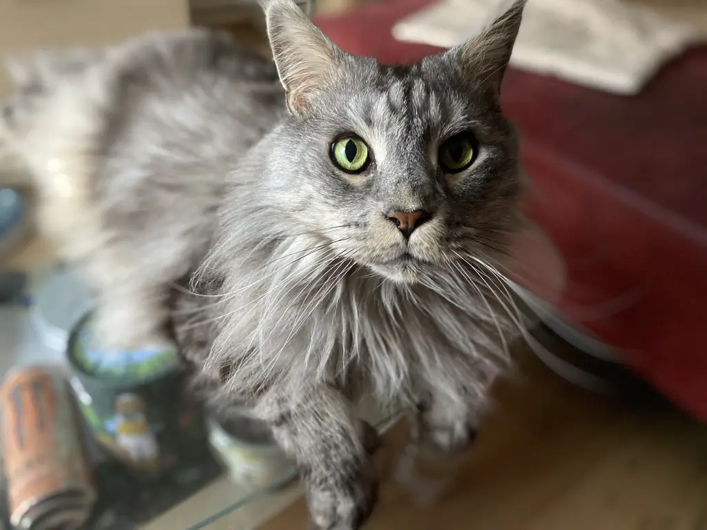 Bild von Loki