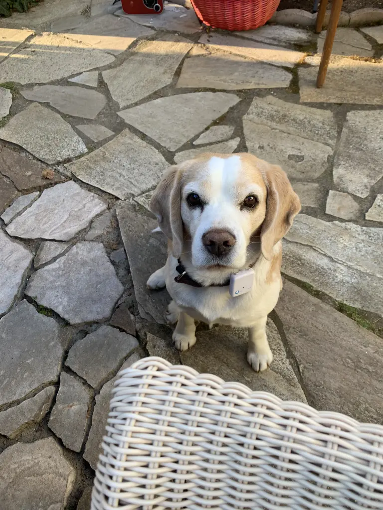 Bild von Cookie