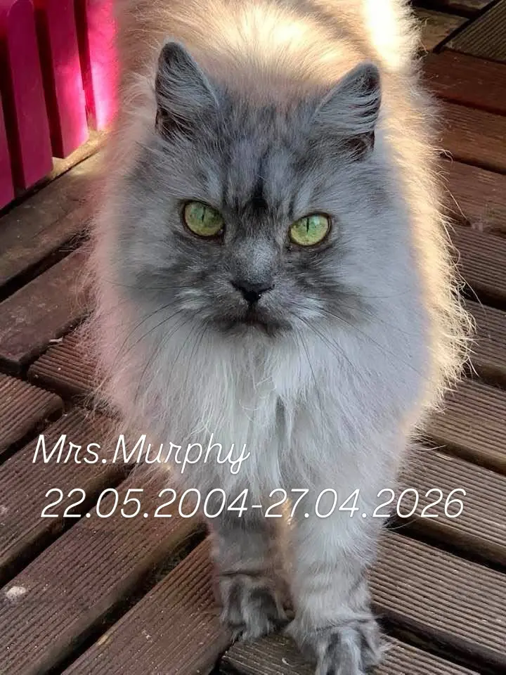 Bild von Mrs. Murphy