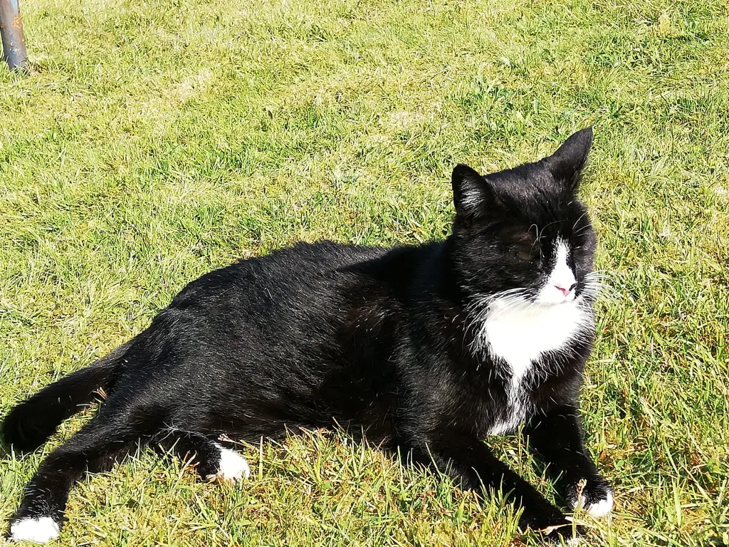 Ein stolzer Kater