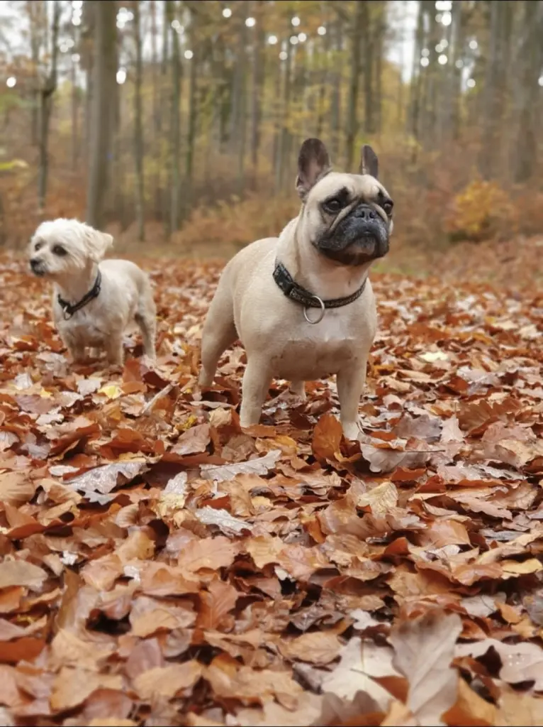 Image from Bully