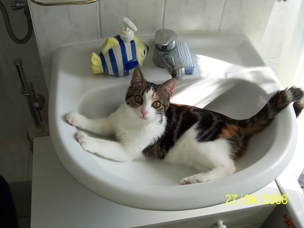 Wasch-Mitzi