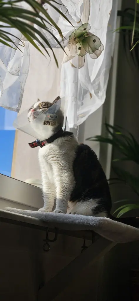 Sonnenanbeter-Mitzi
