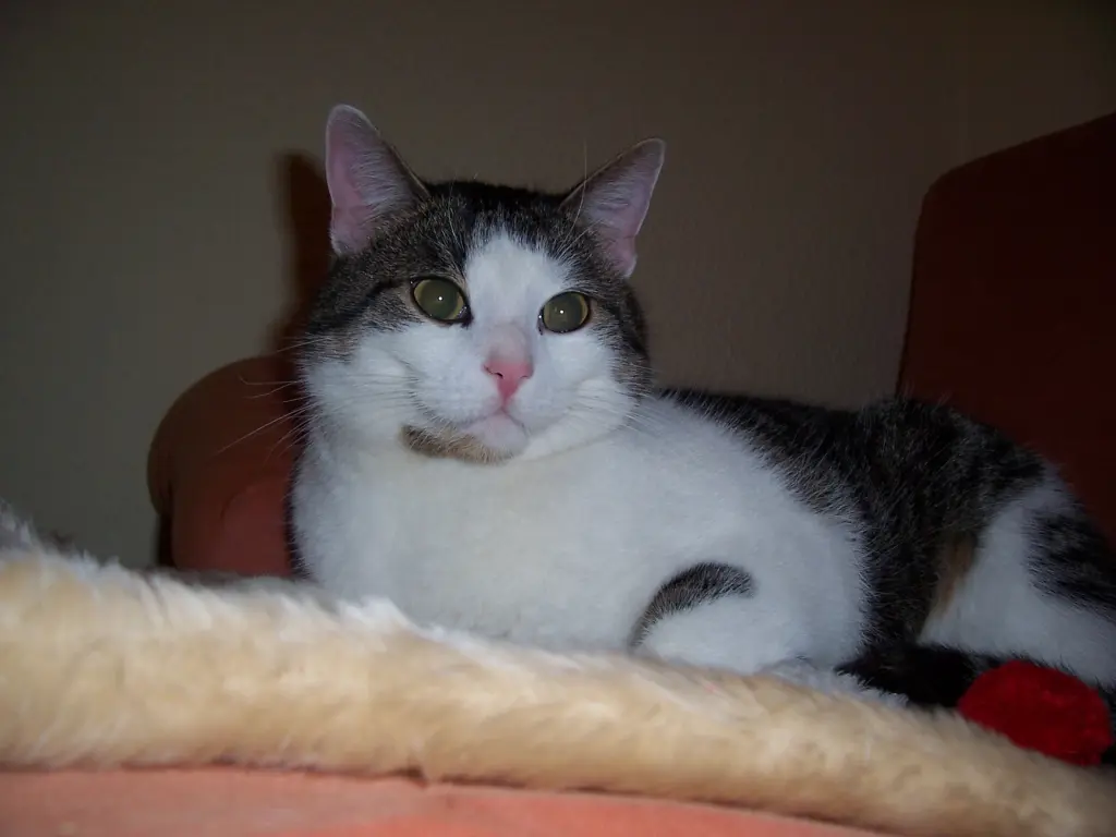 Bild von Timmy