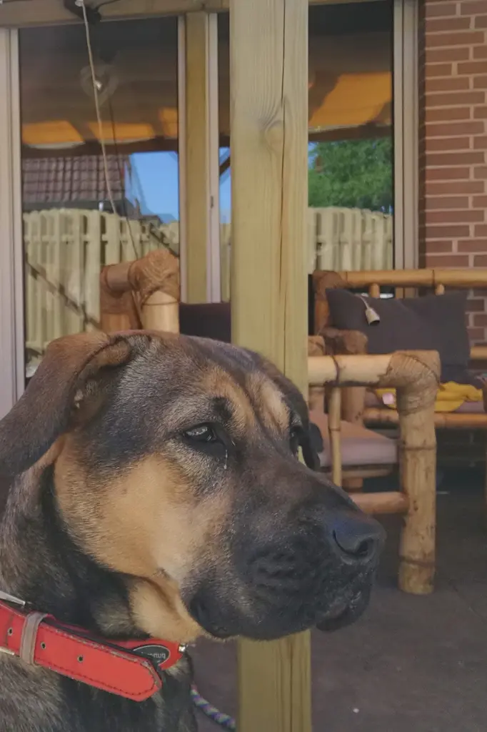 Bild von Nala