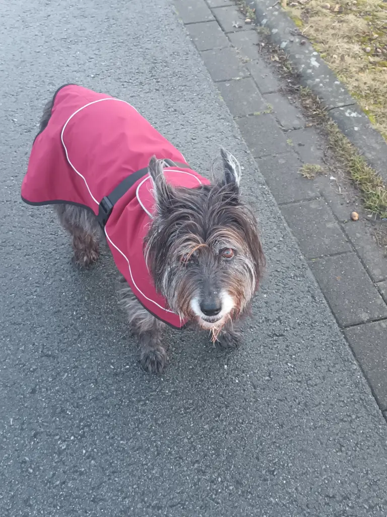 Bild von Miss Marple