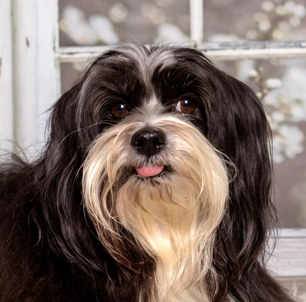 Bild von Oscar