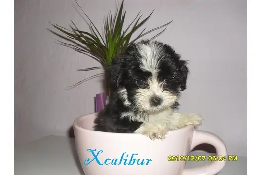 Baby Oscar