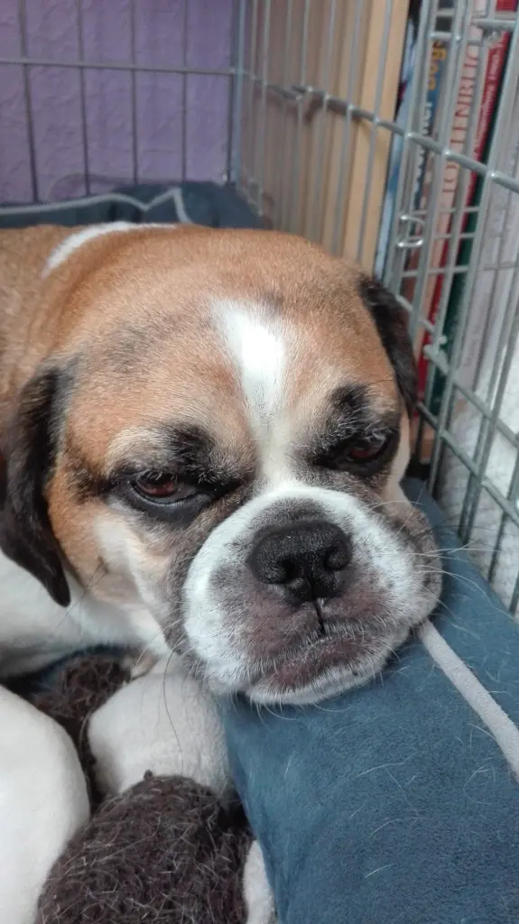 Bild von Snoopy