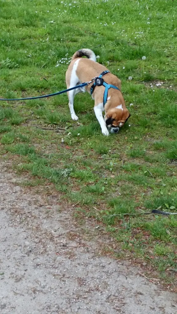 Bild von Snoopy