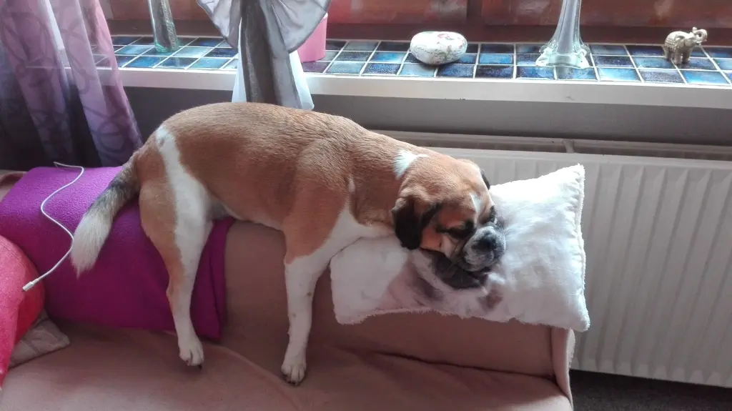 Bild von Snoopy
