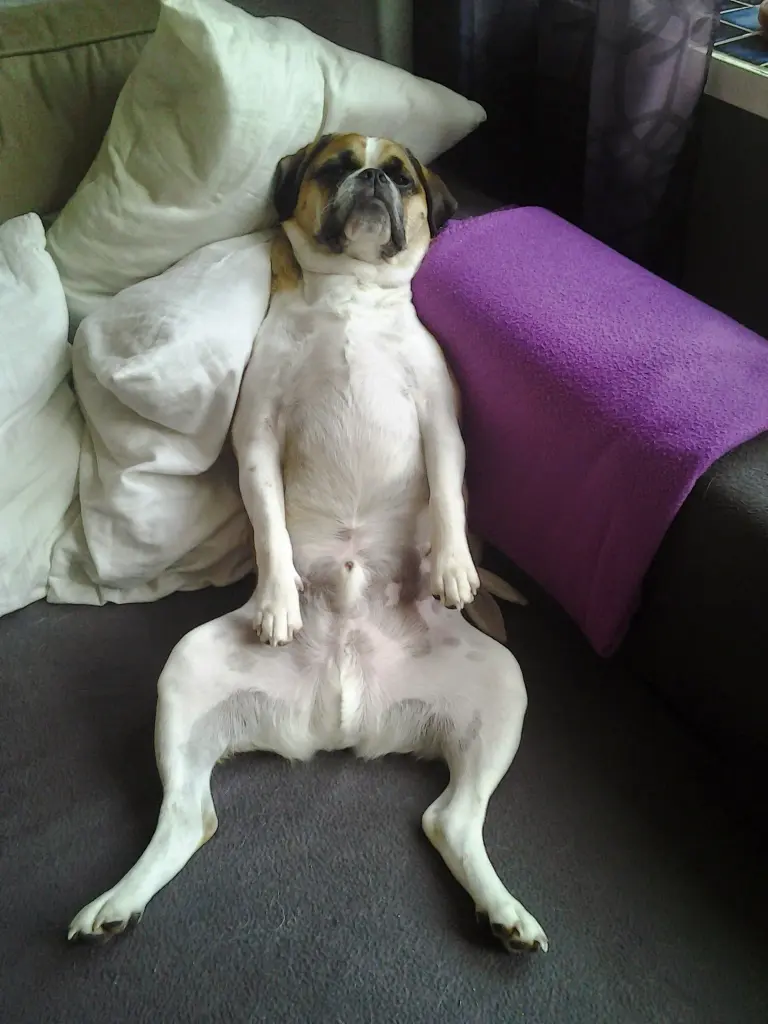 Bild von Snoopy