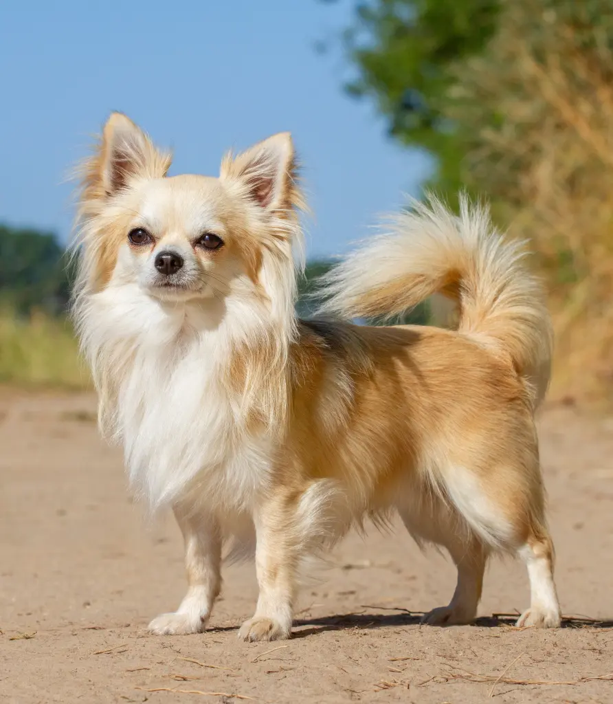 Bild von Cookie
