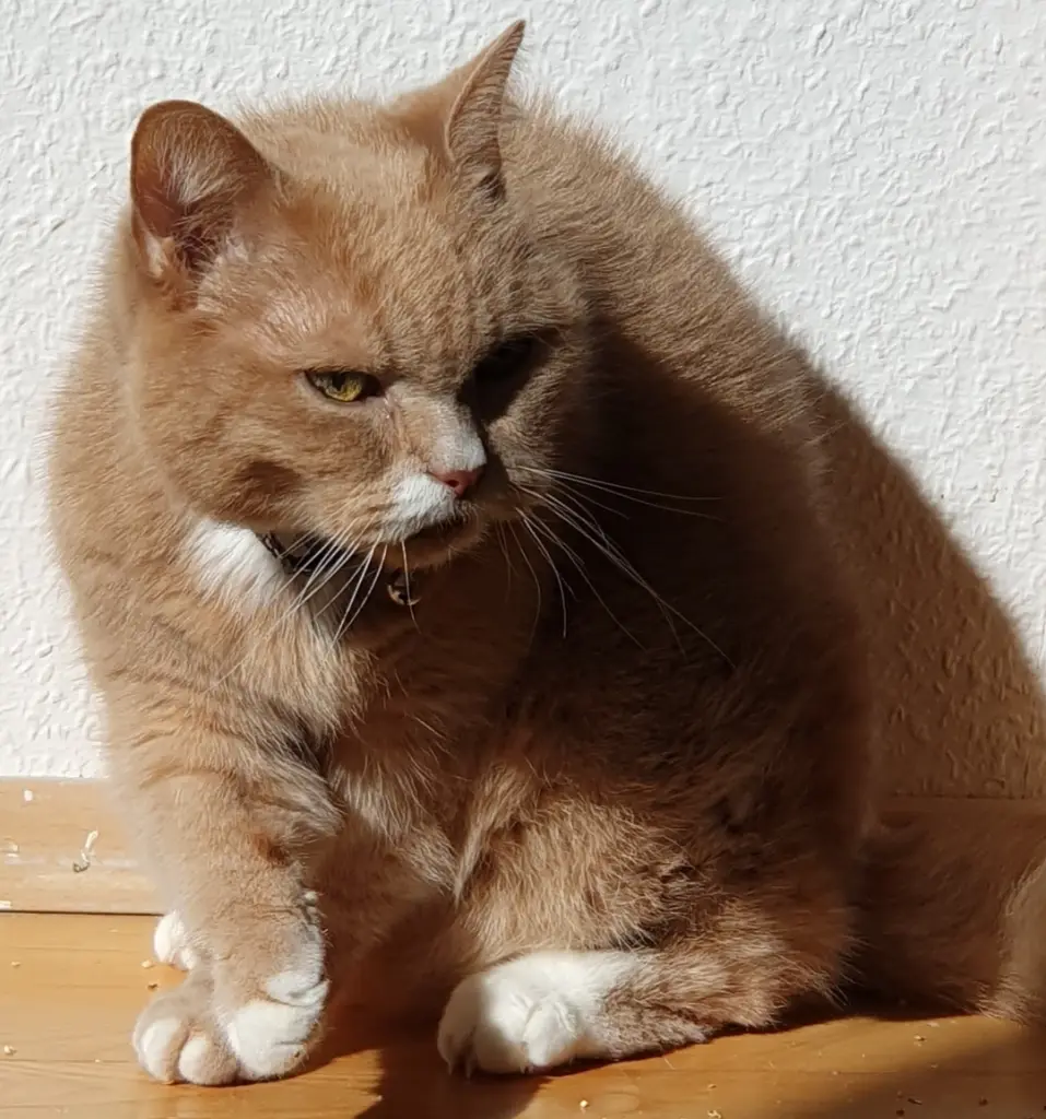 Bild von Whiskey