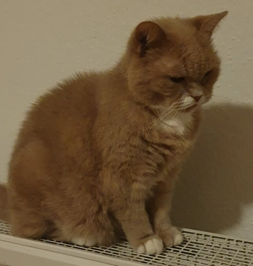 Bild von Whiskey