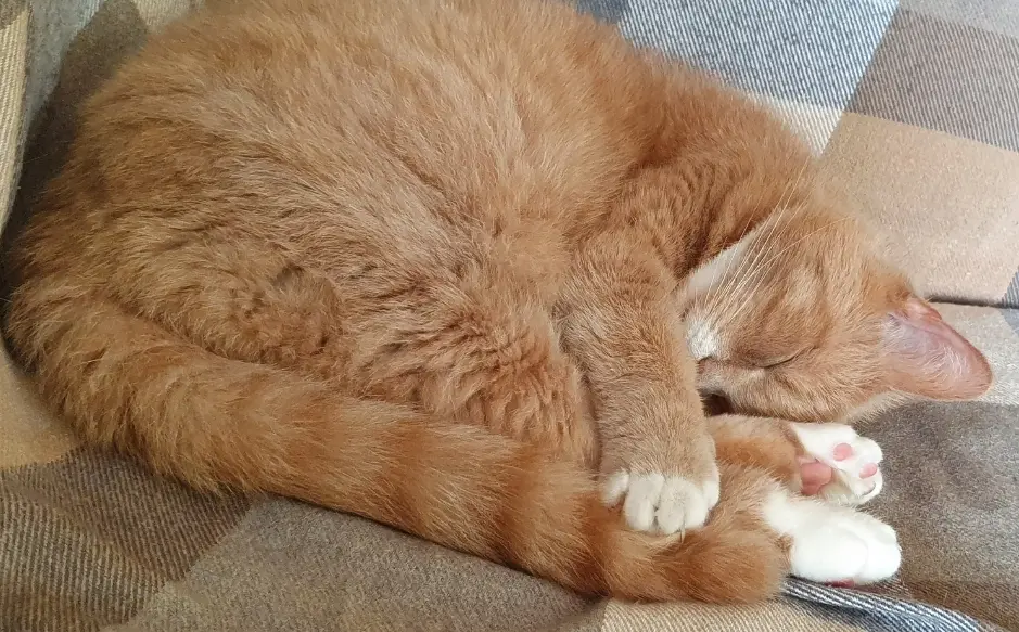Bild von Whiskey