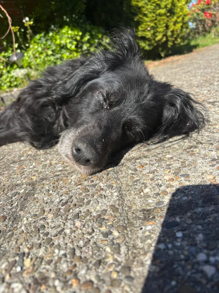Bild von Shadow