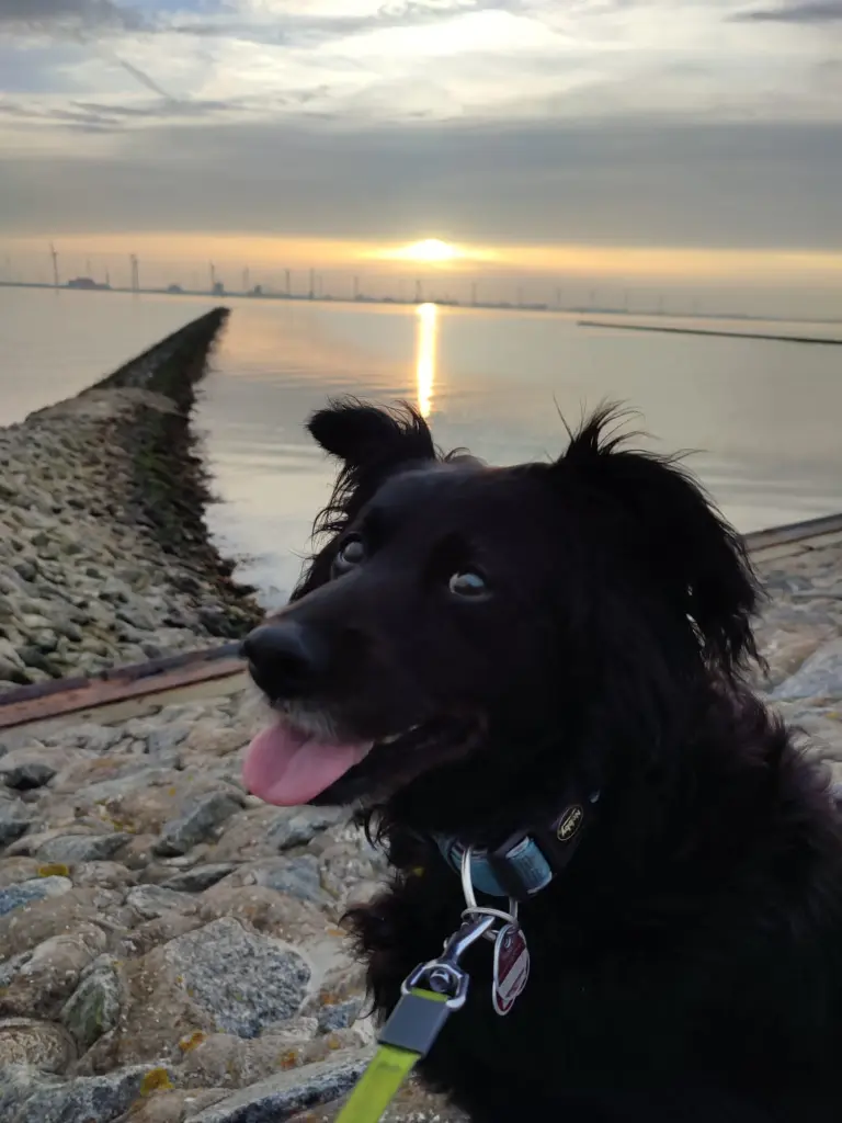 Bild von Shadow