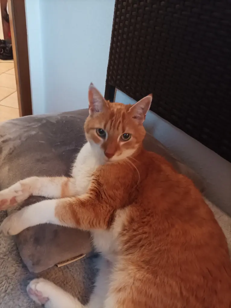 Bild von Klaus