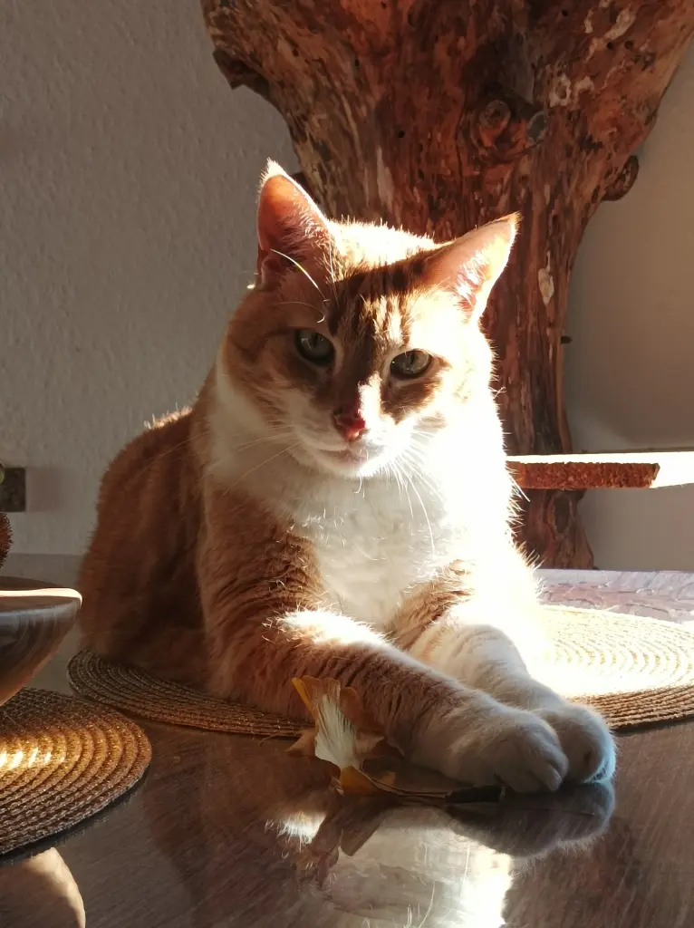 Bild von Klaus