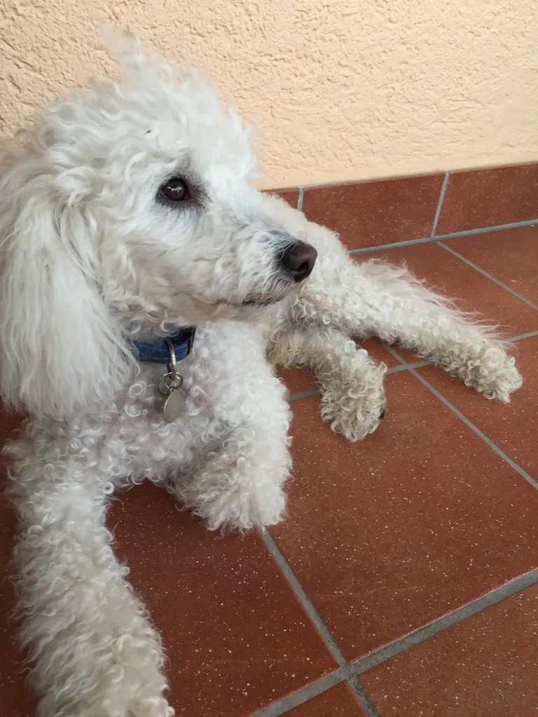 Image from Quintus