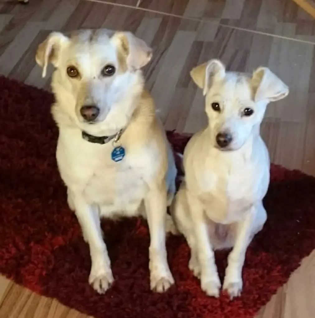Spica und ihre Pufi