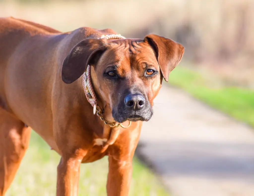 Bild von Nala