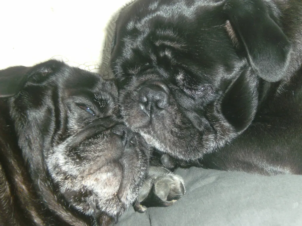 Condolence image of Cornelia mit Bruno & Barni im Herzen