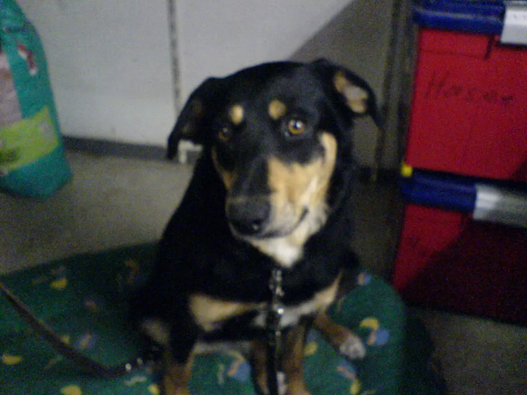 Image from Dogy