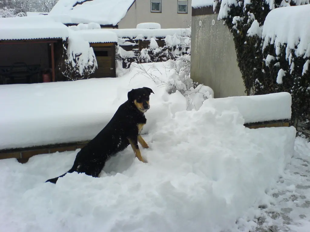 Image from Dogy
