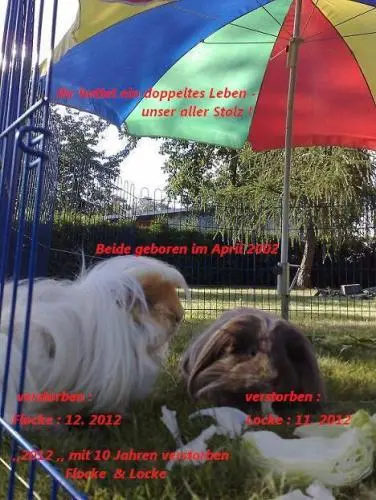 Bild von ? mein Meerschweinchen ,,Locke,, ?