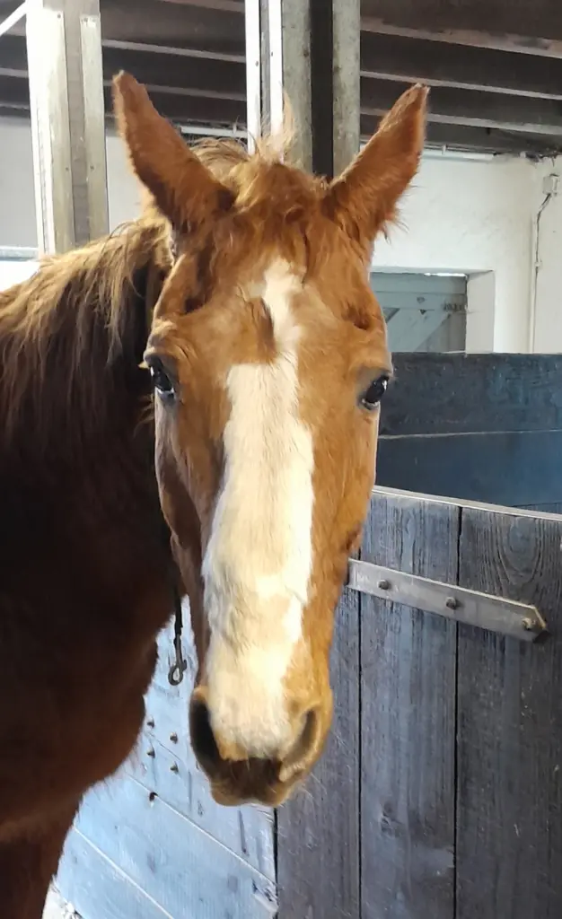 Bild von Woody