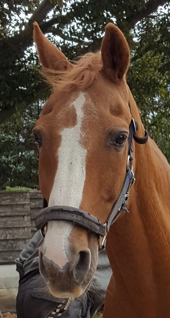 Bild von Woody