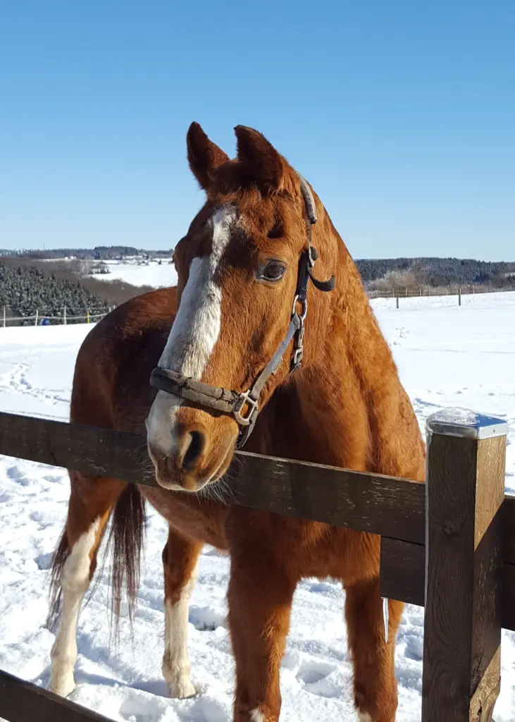 Bild von Woody