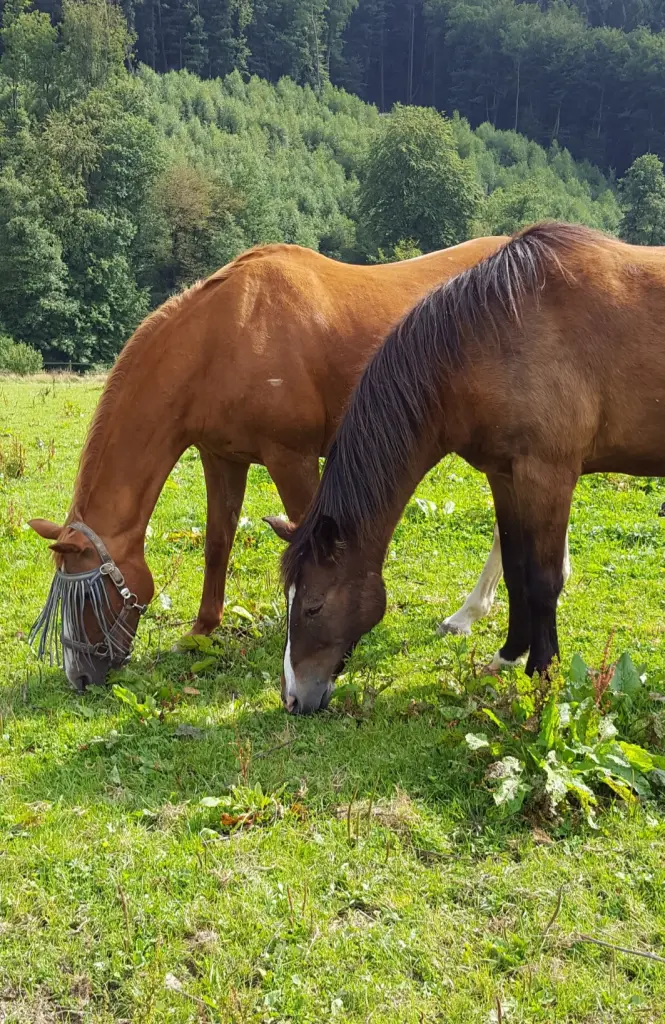 Bild von Woody
