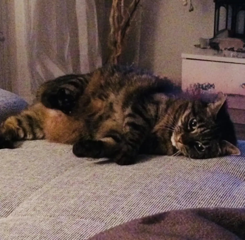 Bild von Omelli