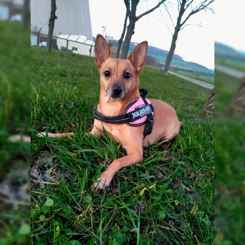 Bild von Lilli-Fee