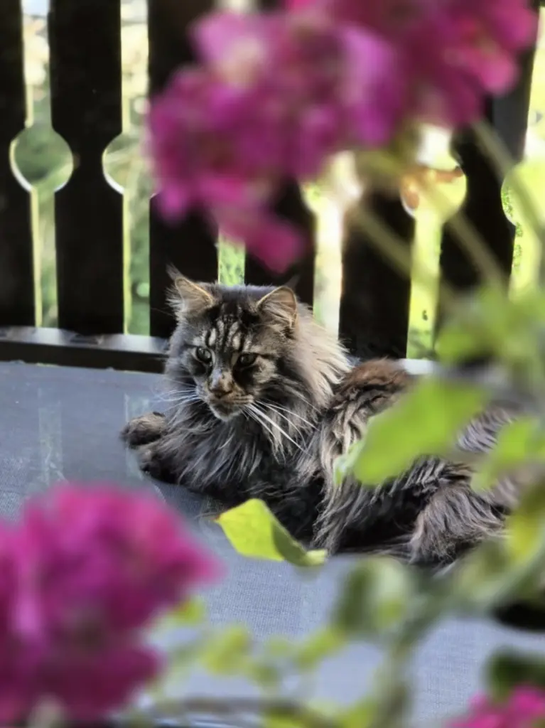 Bild von Baghira