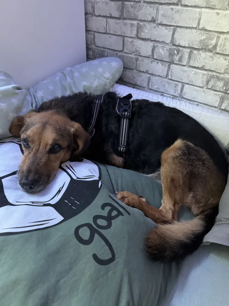 Bild von Rocky