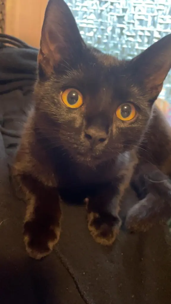 Bild von Kitty