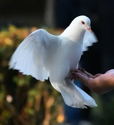 Condolence image of Daniela von den paradiesischen Azoren 🌋🏝️🥂🐬🐳⛵ mit Kimabelura im Himmel