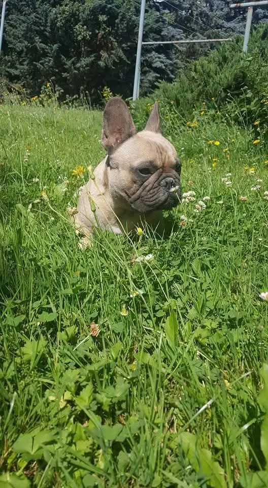Bild von Lotte