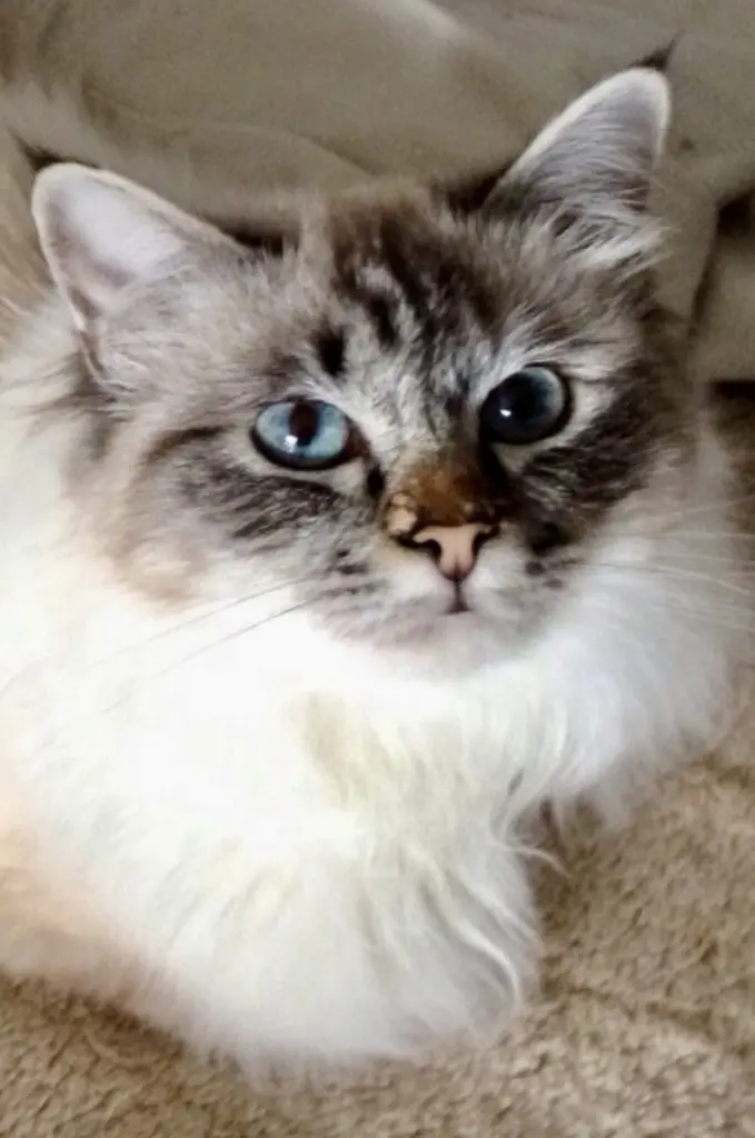 Pebbles