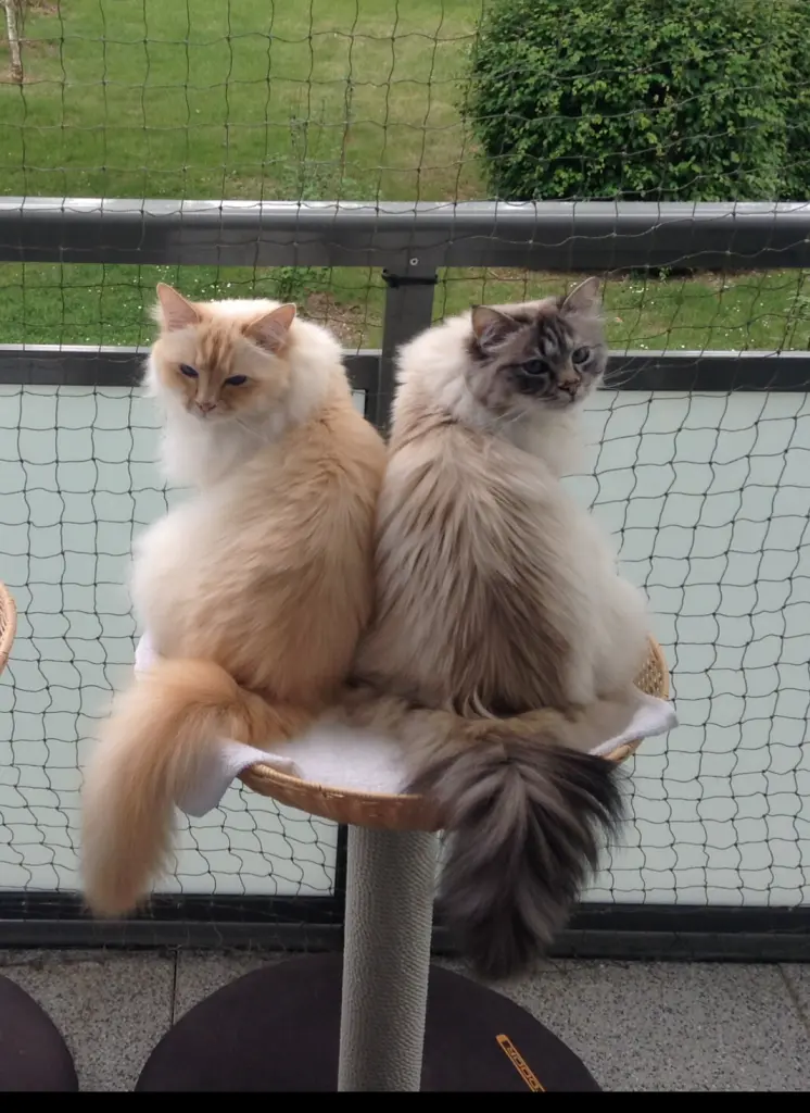 Pebbles & Gizmo