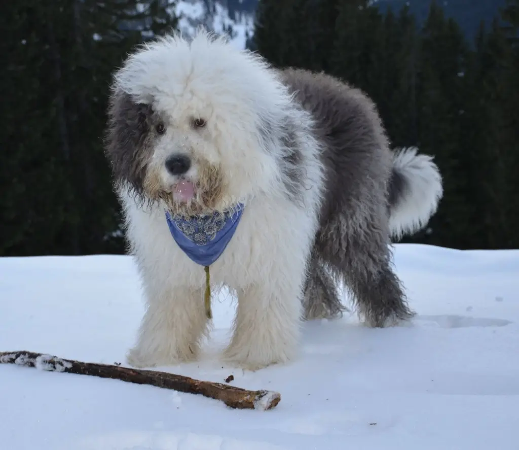 Schnee ist auch toll