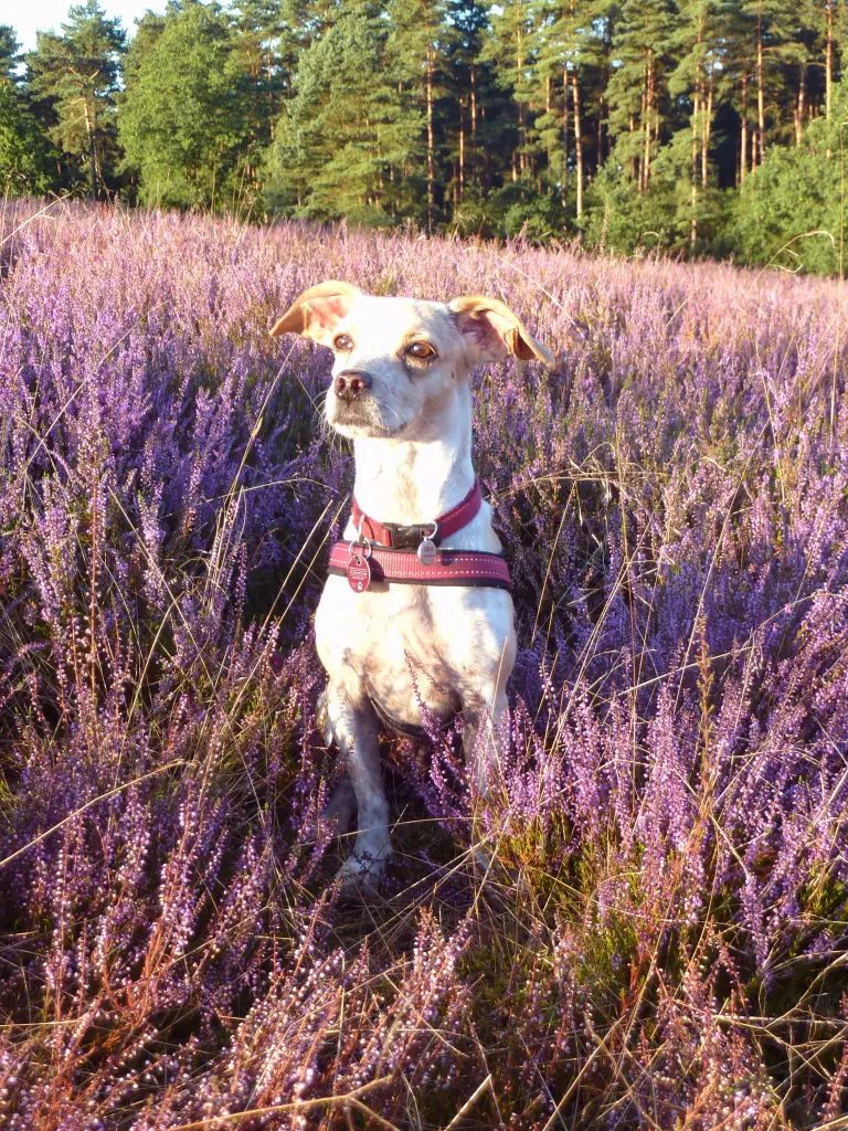 In der Lüneburger Heide war sie so gerne.