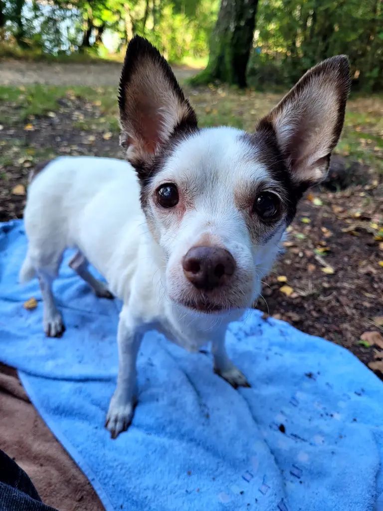 Image from Chico
