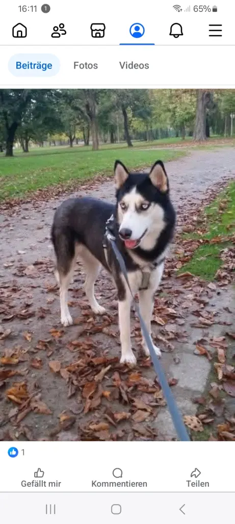 Bild von Akira