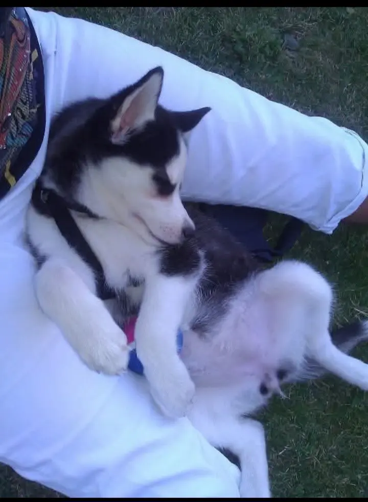 Bild von Akira
